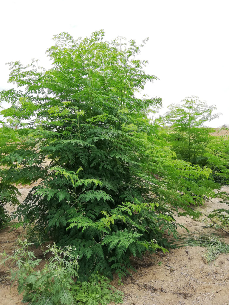 LOJA-MORINGA-ECUADOR-1