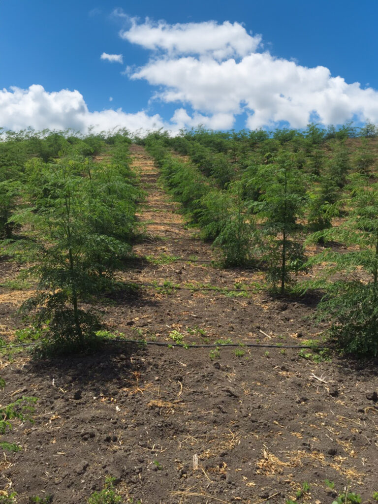 LOJA-MORINGA-ECUADOR-2