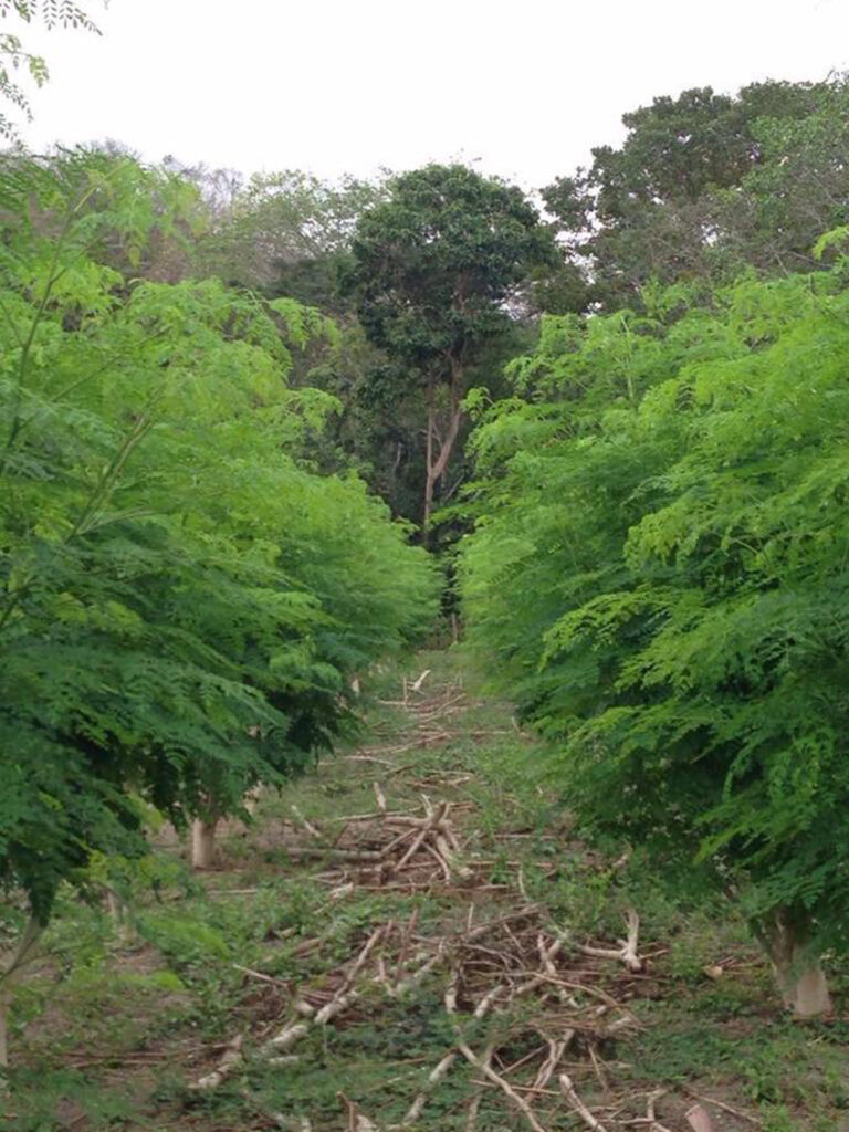 LOJA-MORINGA-ECUADOR-3