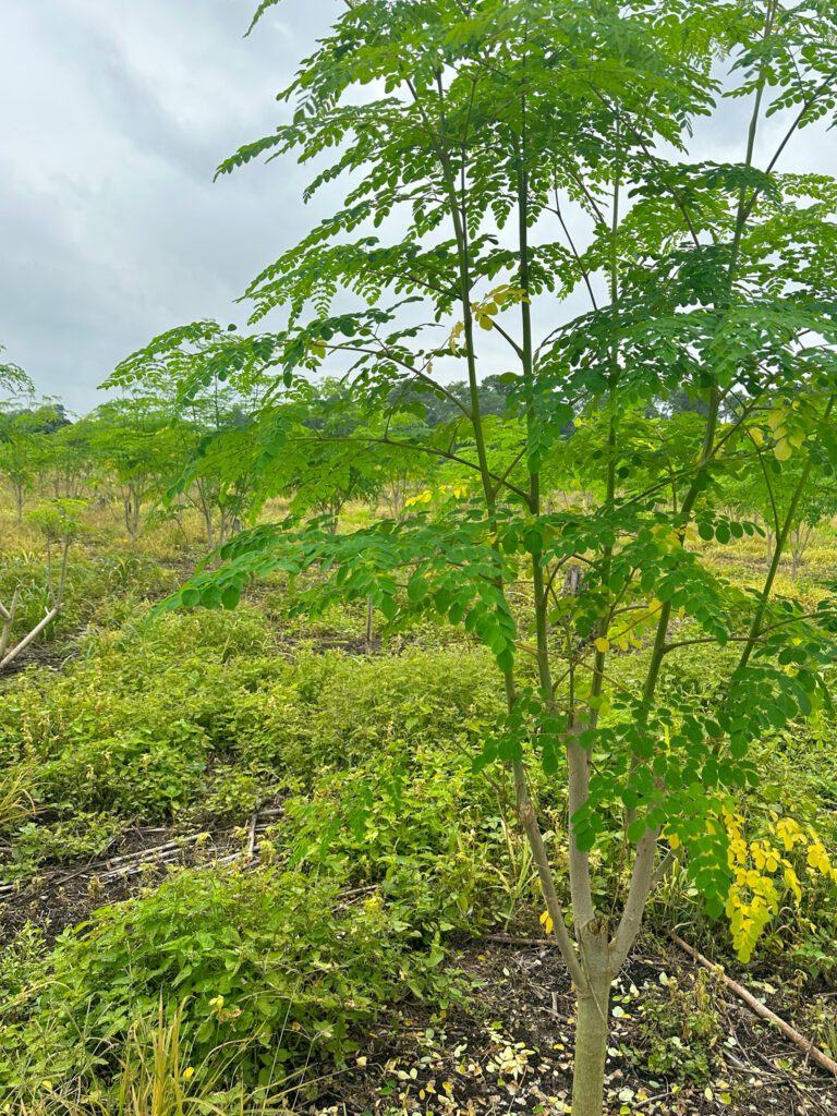 LOSRIOS-MORINGA-ECUADOR-1