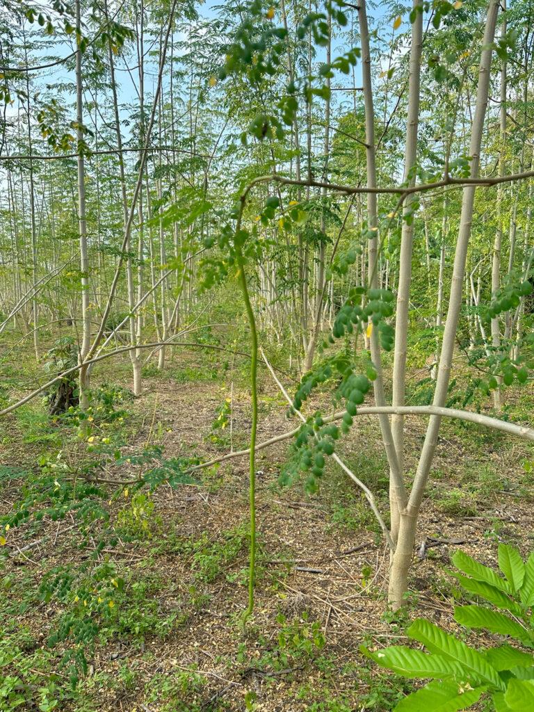 LOSRIOS-MORINGA-ECUADOR-2