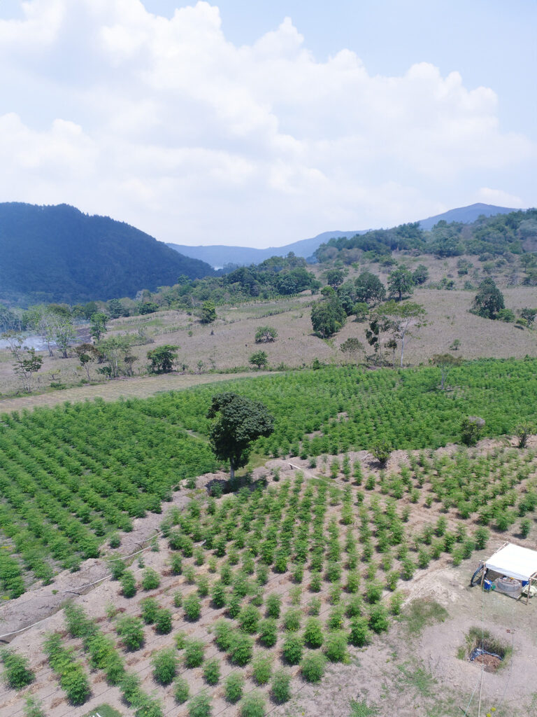 MANABI-MORINGA-ECUADOR-1