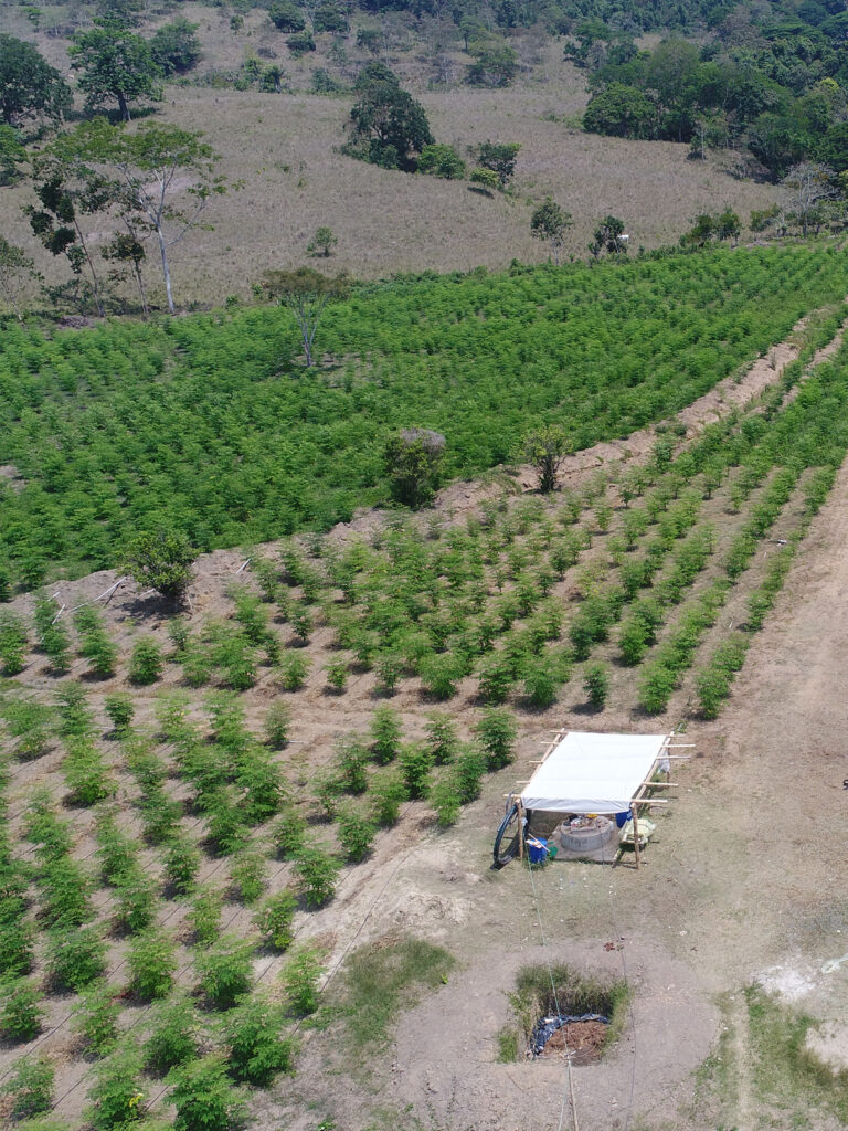 MANABI-MORINGA-ECUADOR-2