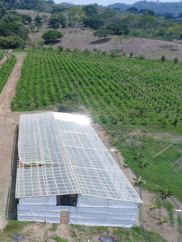 MANABI-MORINGA-ECUADOR-3