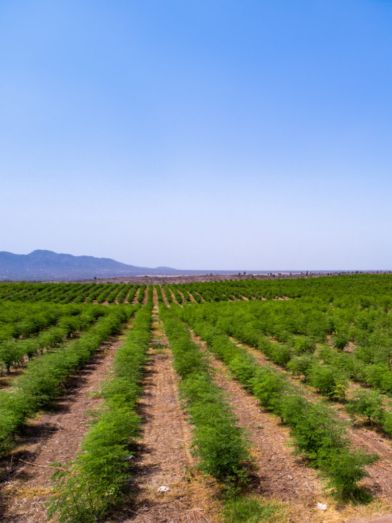 SANTAELENA-MORINGA-ECUADOR-2