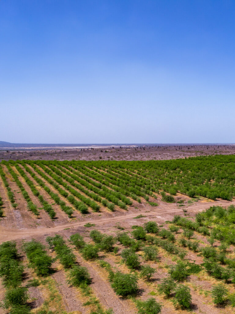 SANTAELENA-MORINGA-ECUADOR-3