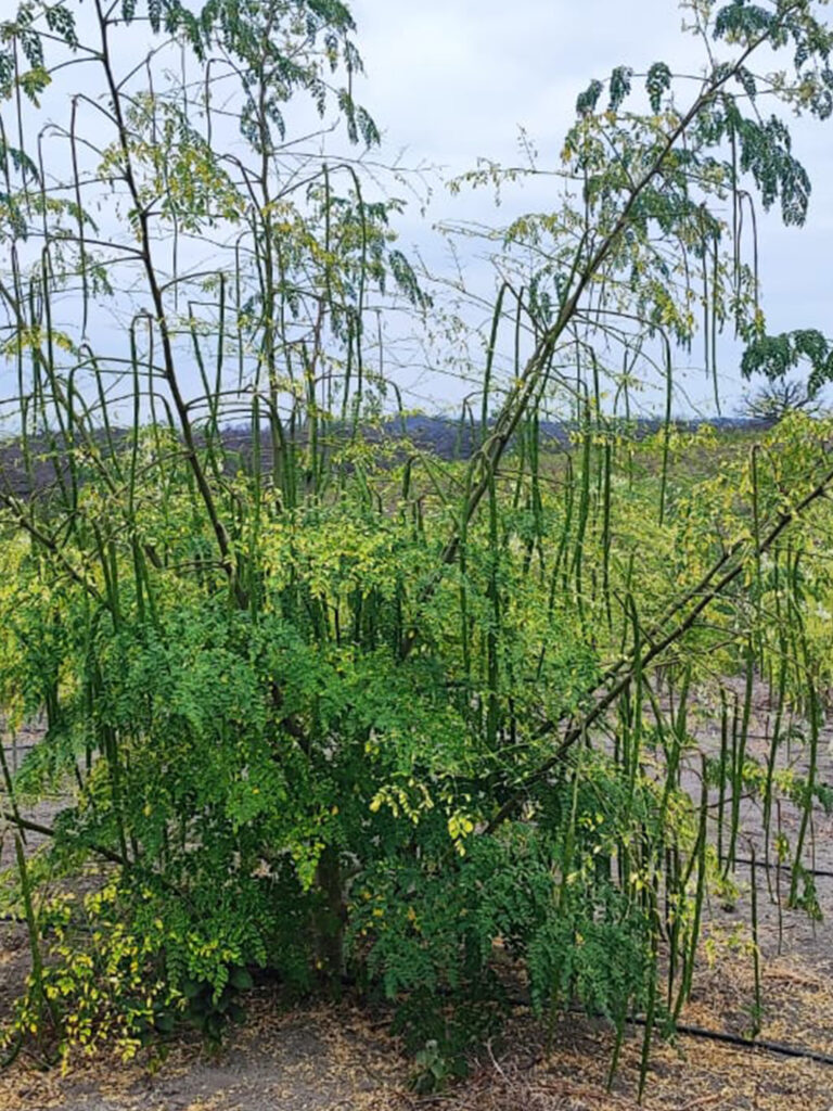 MANABI-MORINGA-ECUADOR-4