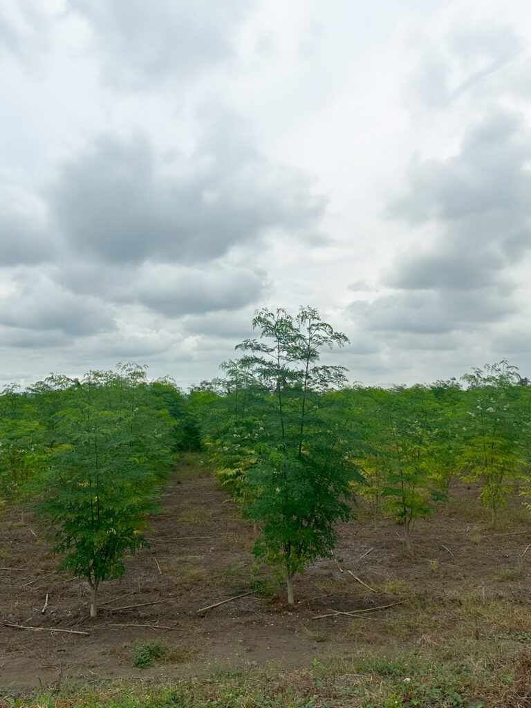 MANABI-MORINGA-ECUADOR-5
