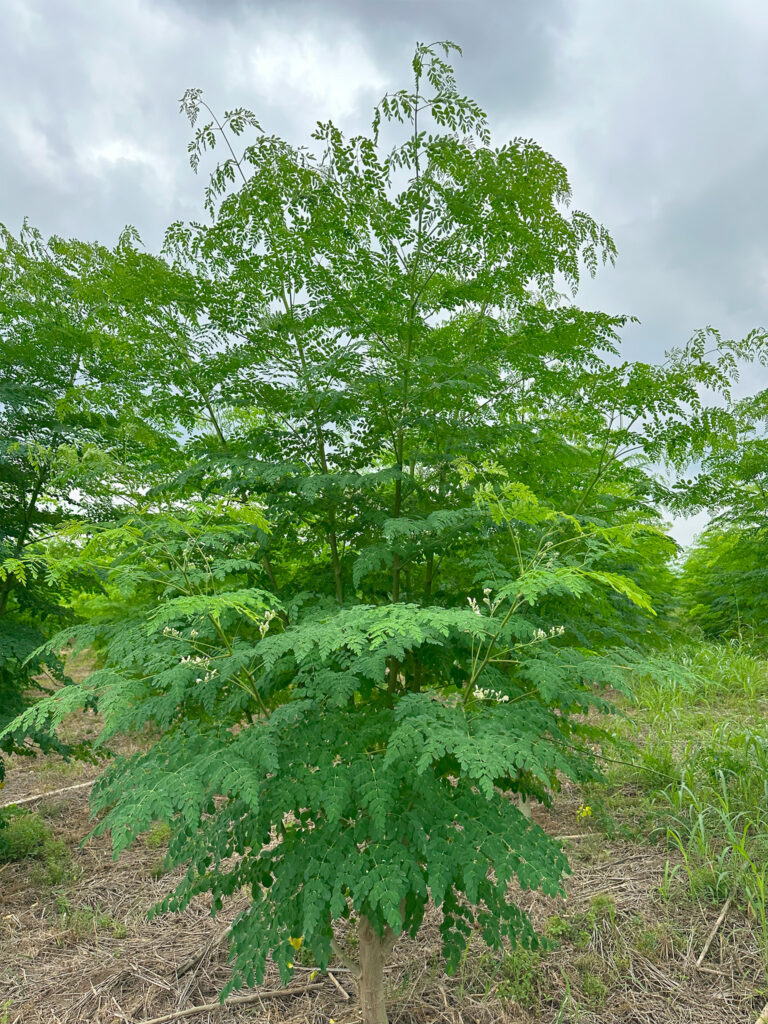 MANABI-MORINGA-ECUADOR-6