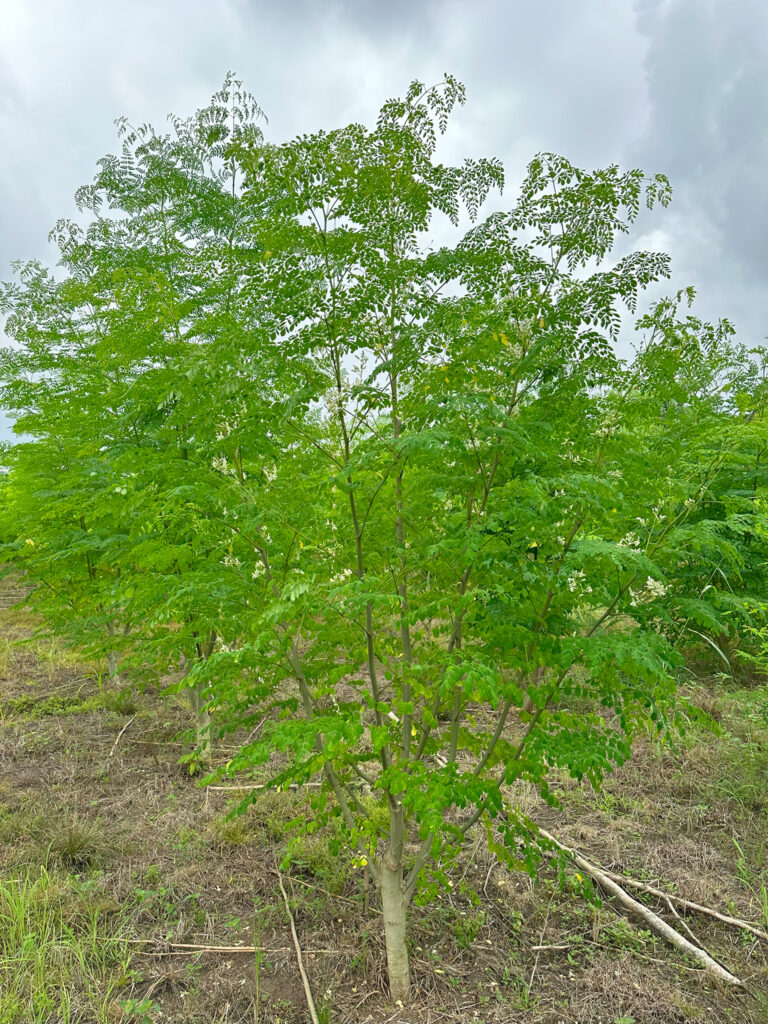 MANABI-MORINGA-ECUADOR-7